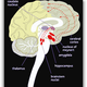 Image for article titled What cannabis actually does to your brain